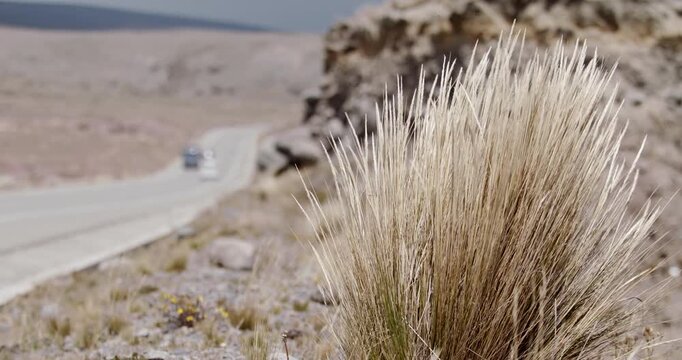 wind blowing Dried bush next to desolate road slow motion highland dried traffic