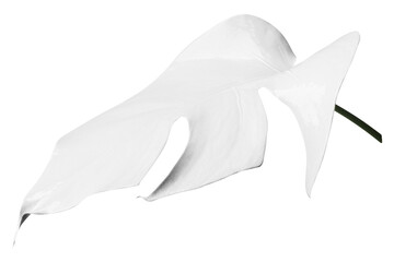 PNG Monstera leaf painted in white transparent background © Rawpixel.com