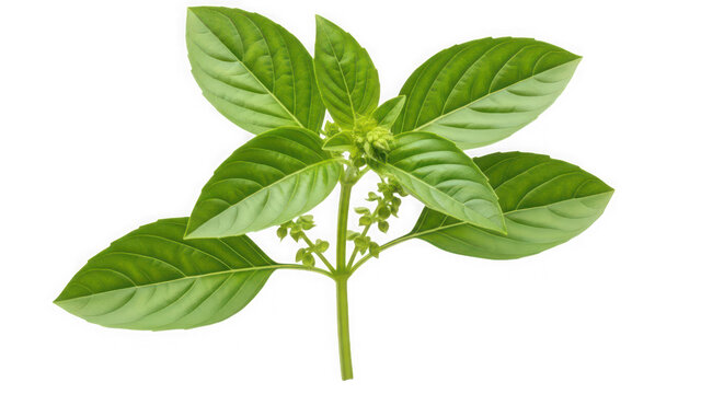 Fresh green basil sprig with flowers as cut out PNG