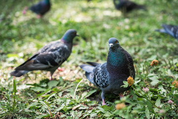 Fototapeta premium Close-up of a pigeon with iridescent neck feathers on green grass.