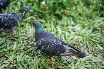 Obraz premium Close-up of a pigeon with iridescent neck feathers on green grass.