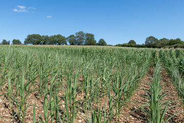 Fototapeta premium Photo of a crop of maize that is suffering from the effects of severe drought