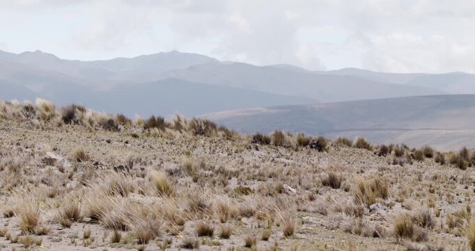 Wind blowing dried bushes highland mountain scenery ecuador chimborazo telephoto