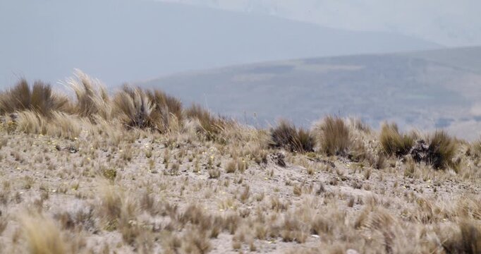 Wind blowing dried bushes highland mountain scenery ecuador chimborazo telephoto