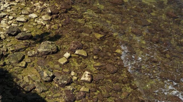 Close up of rocky seabed with brown stones and algae visible through shallow clear sea water near the shore