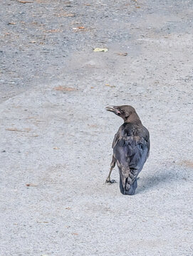 Solitary Black Crow Walking Across a Quiet Gravel Path with Natural Copy Space for Wildlife Themes