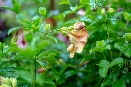 Closeup of beautiful blooming allamanda flowers with water droplets in a lush garden