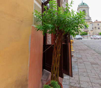 Ornamental wicker willow tree in pot next old building entrance