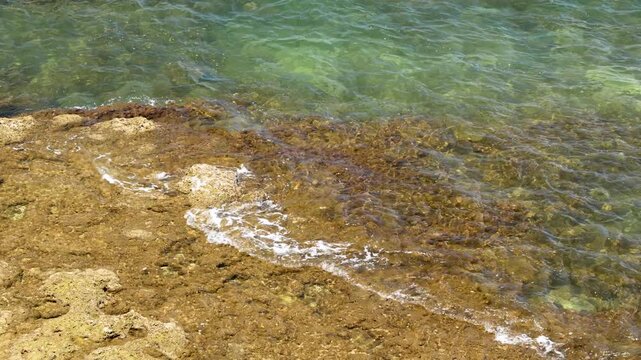Shallow sea water flowing over flat rocky seabed covered with brown algae near green tinted coastline