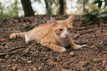 Orange tabby cat lying on forest ground © Nori