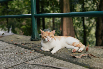An orange and white domestic cat lies relaxed on weathered stone steps outdoors, looking directly at the camera with a green railing behind it. © Nori