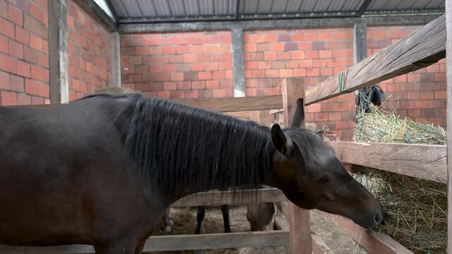 Dark brown horse with a black mane eating hay from a feeder in a rustic brick stable, showcasing the daily routine and care of domestic farm animals in agriculture