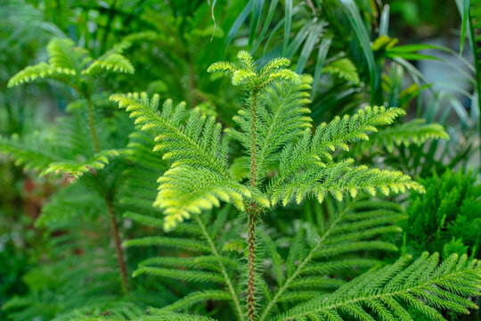 Closeup of a norfolk island pine plant with vibrant green needlelike leaves in a garden setting