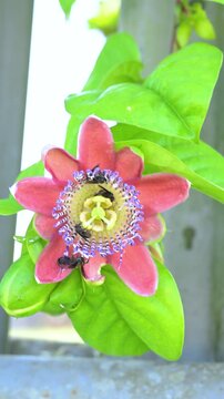 Numerous bees diligently pollinating an exotic red passion flower, a passiflora coccinea, showing the intricate dance of nature and the vital role of insects in plant life
