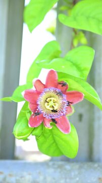 Numerous small stingless bees collecting nectar and pollen from an exotic red passion flower growing on a vine near a metal fence, symbolizing the beauty of nature