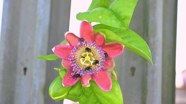 Numerous stingless bees collecting nectar and pollinating a vibrant red passion flower, showcasing the crucial process of pollination and symbiotic relationships in nature