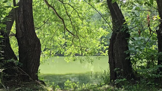 Quiet forest lake covered with green duckweed framed by leafy tree branches in peaceful summer nature