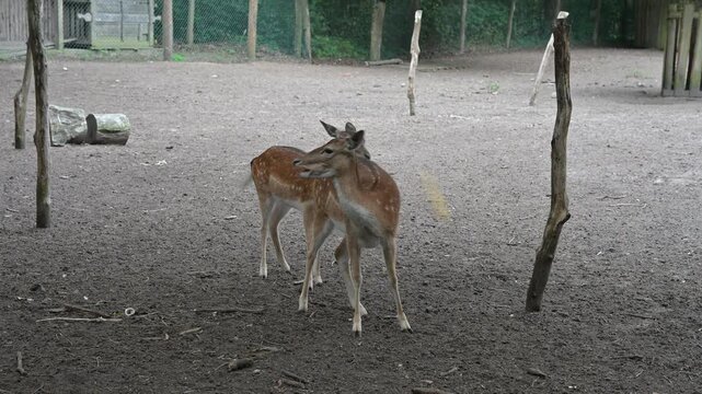 Video of fallow deer does and fawns feeding in their natural habitat. Perfect for wildlife, eco-tourism, and animal care concepts.