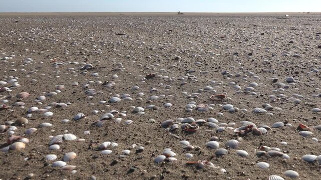 Seashells on sand form dense beach texture with shell pattern across coastal surface.