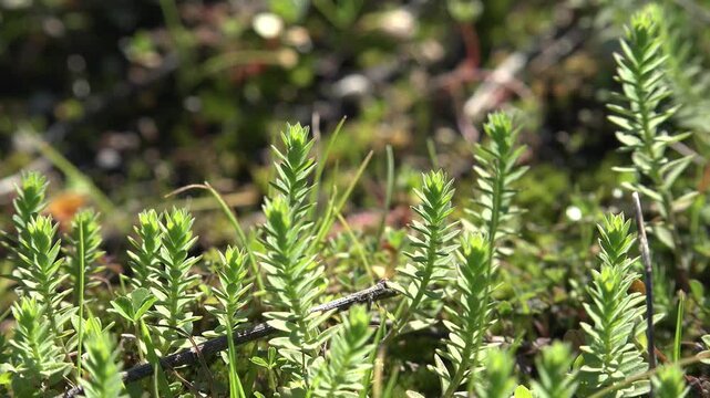 Mossy mixed grass and bush surface forming dense green ground cover in damp natural habitat.
