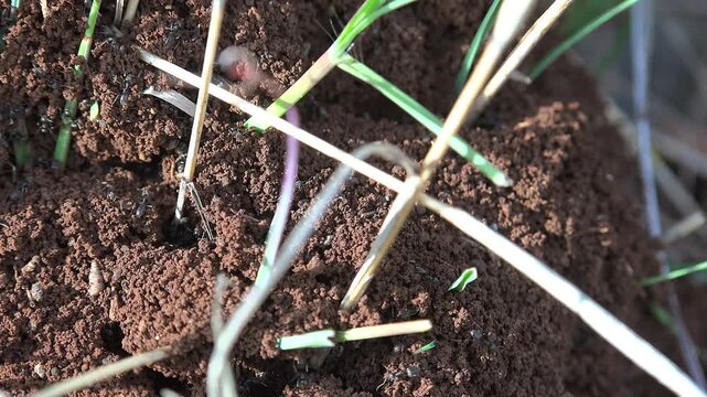 Macro black ants swarm over soil anthill as colony activity covers earthen mound surface.