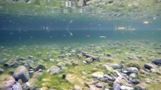 Still clear lake footage captures fish and aquatic mossy plant life underwater in close proximity.