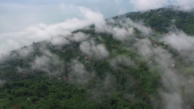 Rize Turkey tea fields cover green hillsides under fog across a lush Black Sea landscape.