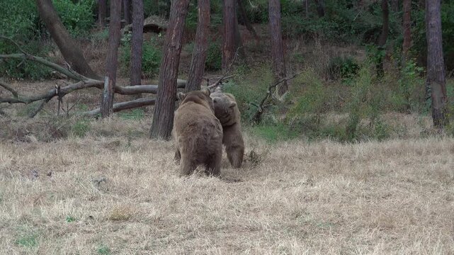 Two male brown bears fight in forest habitat during wild dominance struggle and attack.