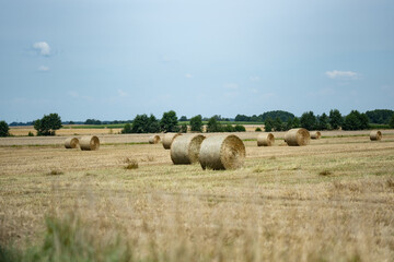 Bale słomy pozwijane i pozostawione na polu na tle błękitnego nieba w porze letniej w okresie zbiorów w zachodniej Polsce © mbugajsky