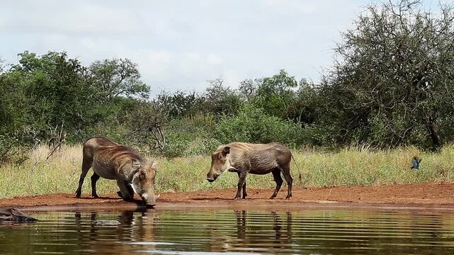 Common warthog drinking and fighing along waterhole in greater Kruger National park, South Africa ; Specie Phacochoerus africanus family of Suidae