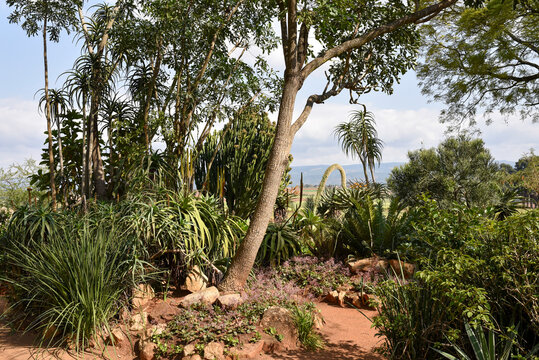 Desert rockery garden / succulent garden with cacti, yucca and xerophytic plants in South Africa or Eswatini
