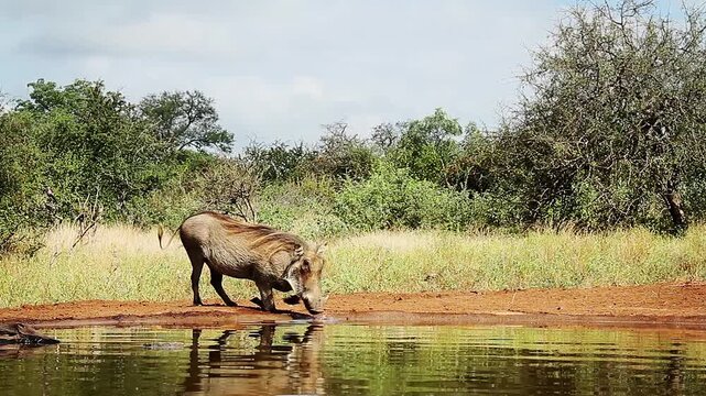 Common warthog drinking and bathing in waterhole in greater Kruger National park, South Africa ; Specie Phacochoerus africanus family of Suidae