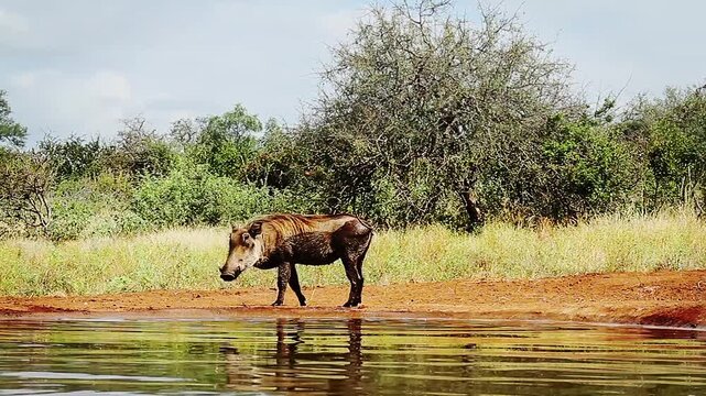 Common warthog walking along waterhole with group on background in greater Kruger National park, South Africa ; Specie Phacochoerus africanus family of Suidae