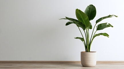 Fototapeta premium The plant, with its extensive foliage, rests near a white wall, taking up space