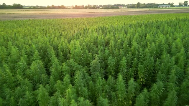 Flight towards sunset over fresh hemp cannabis field