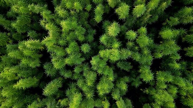 Downwards tilted rising drone view of hemp cannabis plant field.