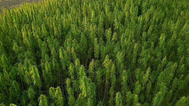 Drone hemp field sideways revealing of cannabis field in yellow sunset lighting