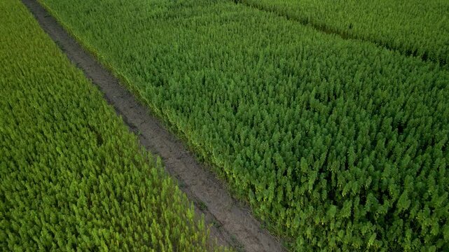 Drone video of different hemp plant crop species in field trial