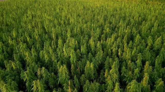Hemp field from drone view angle at sunset.