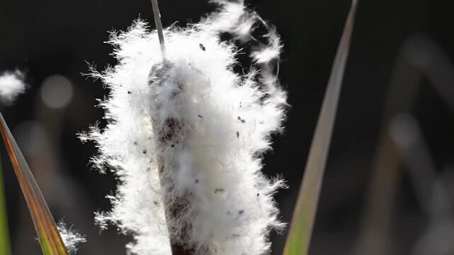 Close-up of white fluffy cattail seeds dispersing in the wind from a brown bullrush stem against a dark natural background