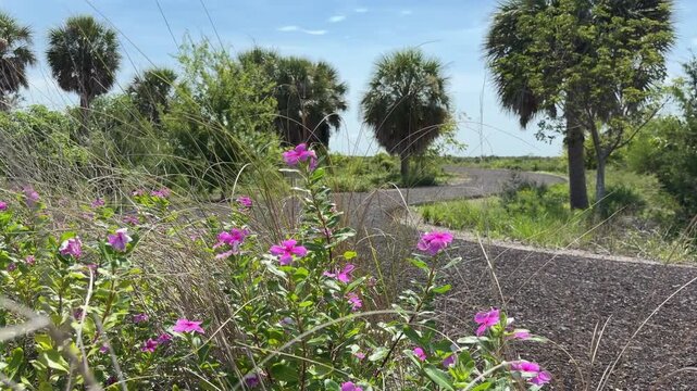 Blossoms of Madagascar periwinkle (binomial name: Catharanthus roseus) swaying in sea breeze by a hiking trail in a nature preserve along the Gulf Coast in southwest Florida. Recreational motifs.