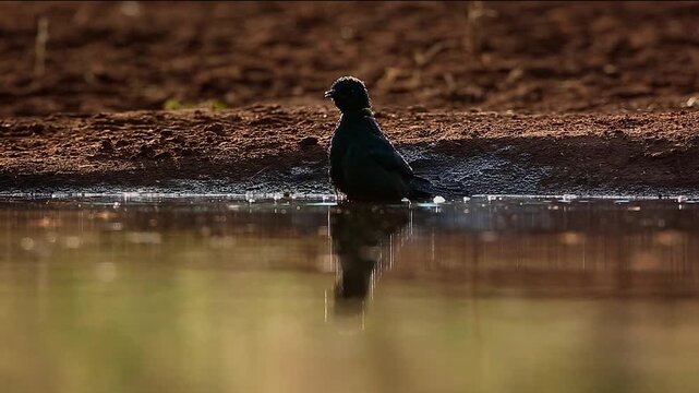 Cape Glossy Starling backlit front view bathing and splashing in waterhole in Greater Kruger National park, South Africa ; Specie Lamprotornis nitens family of Sturnidae