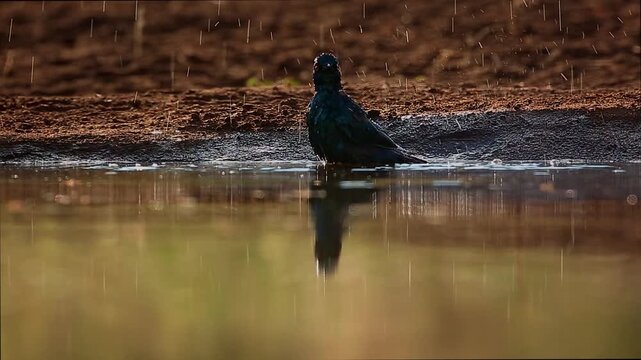 Cape Glossy Starling backlit front view bathing and splashing in waterhole in Greater Kruger National park, South Africa ; Specie Lamprotornis nitens family of Sturnidae