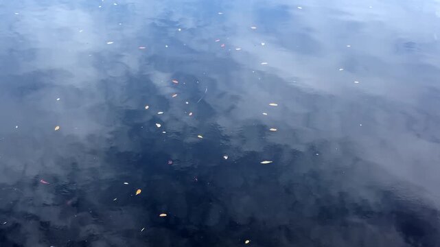 Slow procession of floating leaves, likely from red mangrove (binomial name: Rhizophora mangle), across cloud reflections on shimmering surface of a lagoon inlet along the Gulf Coast. Autumnal motifs.