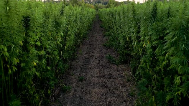Path through fields of hemp cannabis plantation as field crop