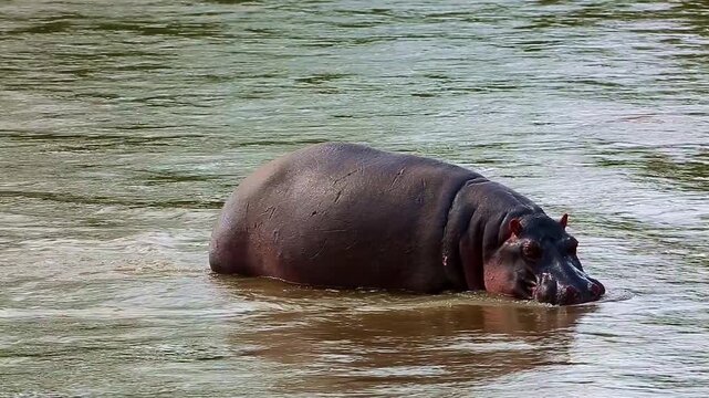 Hippopotamus walking in flowing water in Greater Kruger National park, South Africa ; Specie Hippopotamus amphibius family of Hippopotamidae