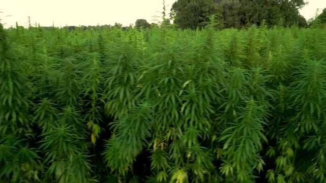 Sideways closeup hemp plantation field as field crop for cloth production