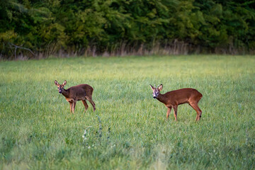 Obraz premium Two roe deer grazing in a green summer meadow near the forest edge