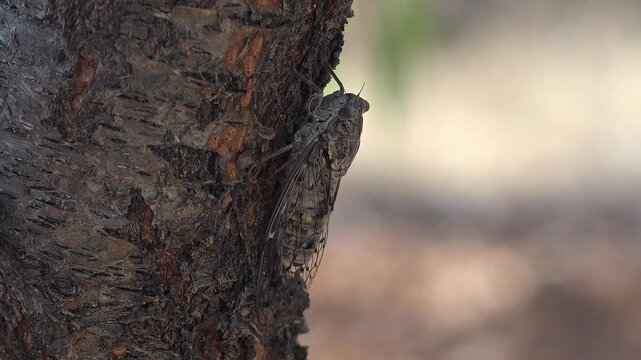 Brown grey camouflage cicada beetle blends into rough tree bark texture in close view.