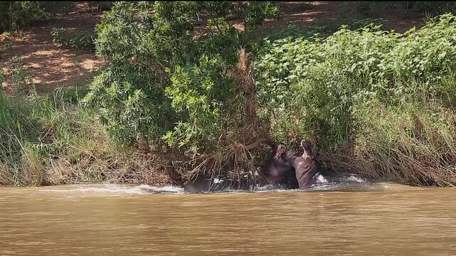 Two Hippopotamus fighting in river and grunting in Greater Kruger National park, South Africa ; Specie Hippopotamus amphibius family of Hippopotamidae
